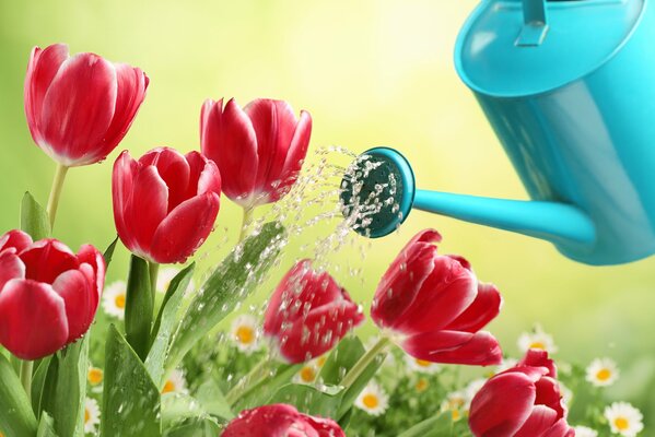 Red tulips and white daisies in the garden. Blue watering can. Green background