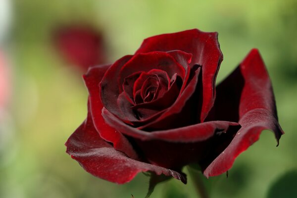 Velvet rose bud macro photography with blurred background