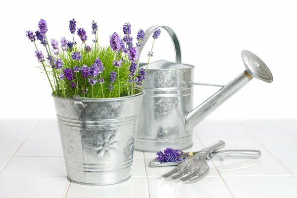 Belle décoration de fleurs de lavande dans un seau avec un arrosoir sur le fond