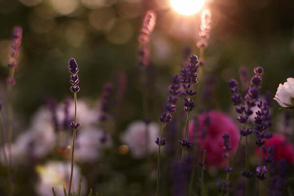 Eine Blume im Feld bei Sonnenaufgang im Sommer