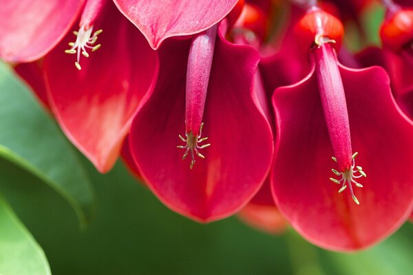 Cresta de gallo rojo en imagen macro