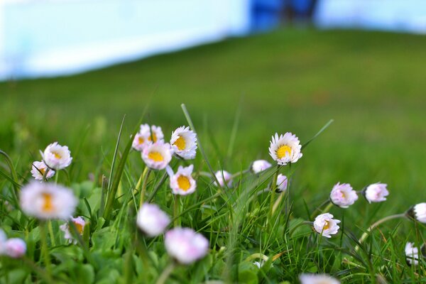 In a vast green field, white delicate flowers