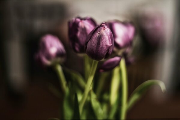 Petit bouquet de tulipes violettes sur fond flou