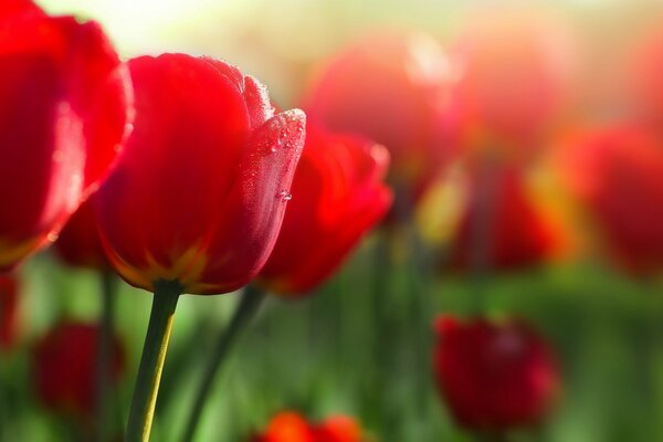 Red tulips macro