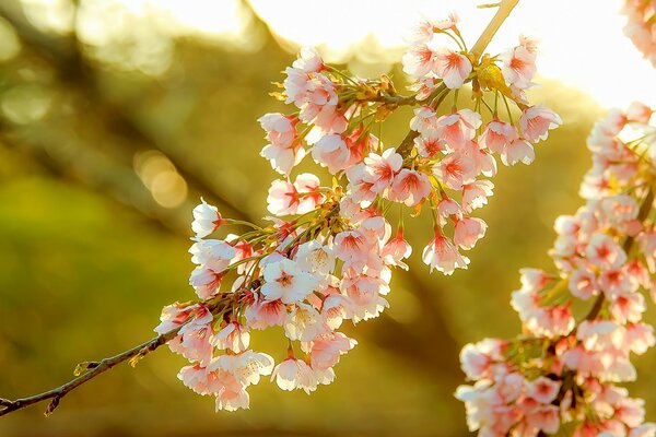 Flor de cerezo contra el sol