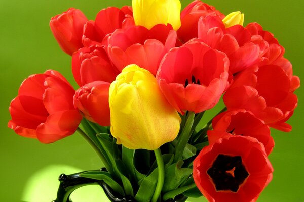 Bright bouquet of tulips close-up