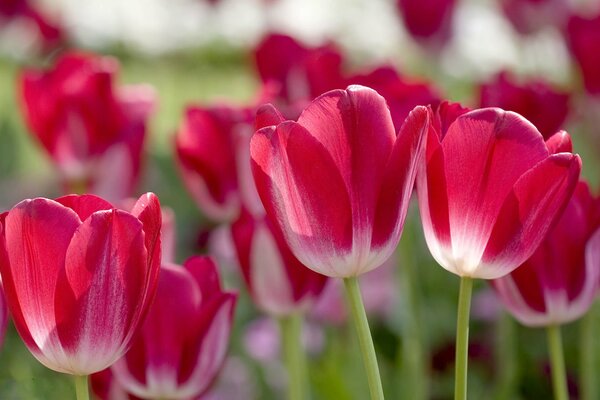 Rosa-weiße Tulpen. Die Blumen