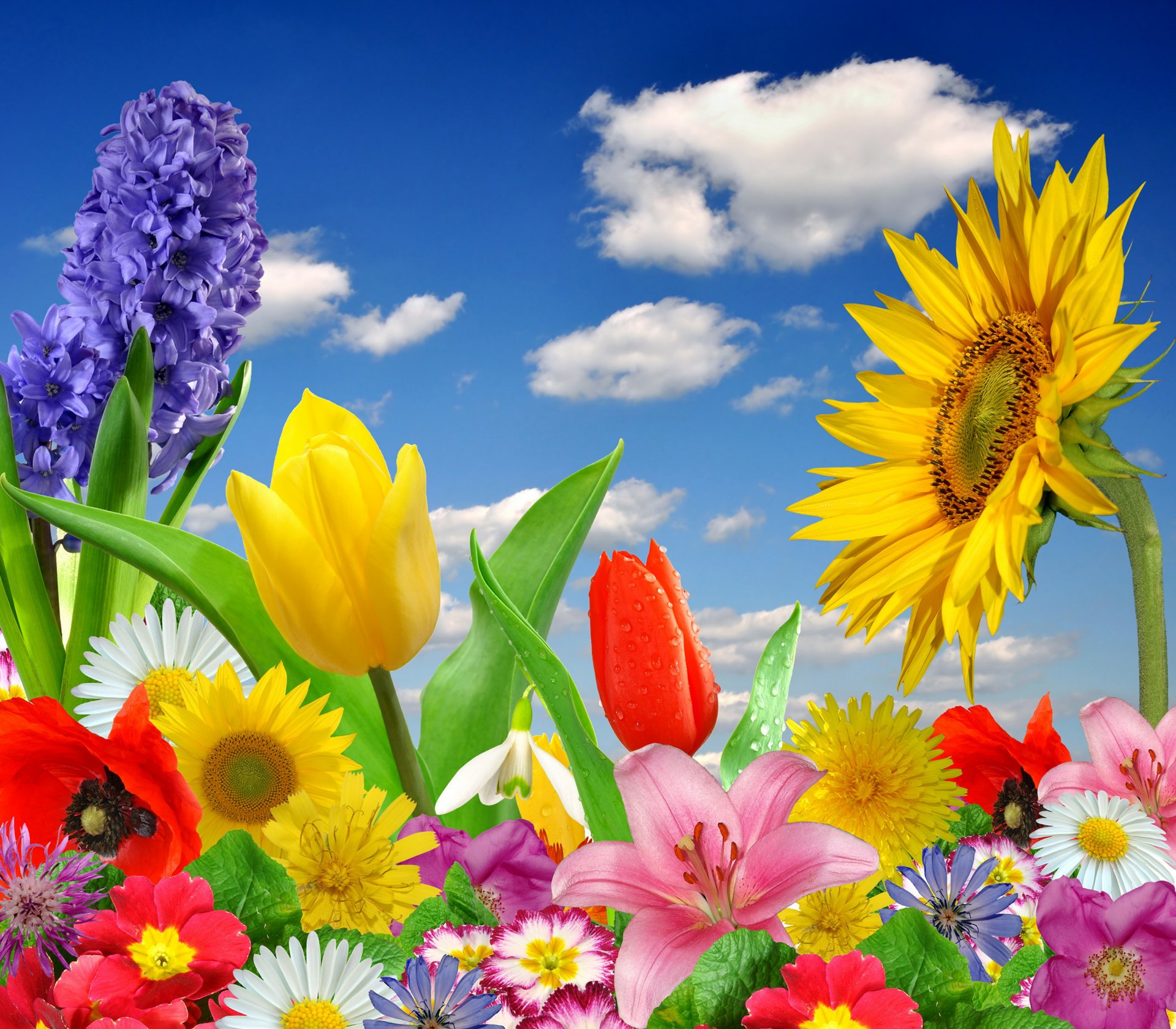 pring flowers colorful blossom bright flower butterfly bloom