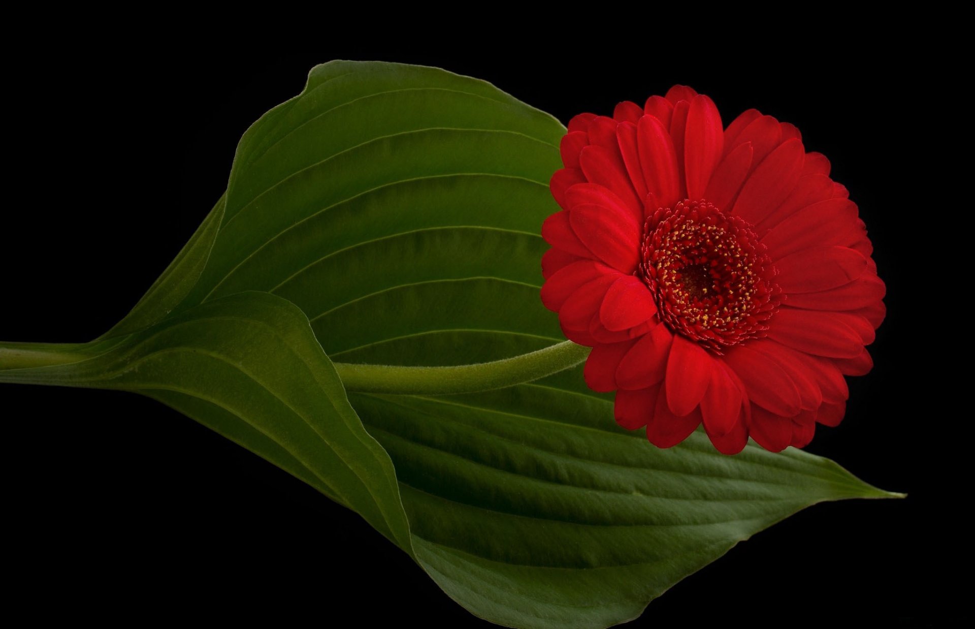 gerbera red petals the stem sheet