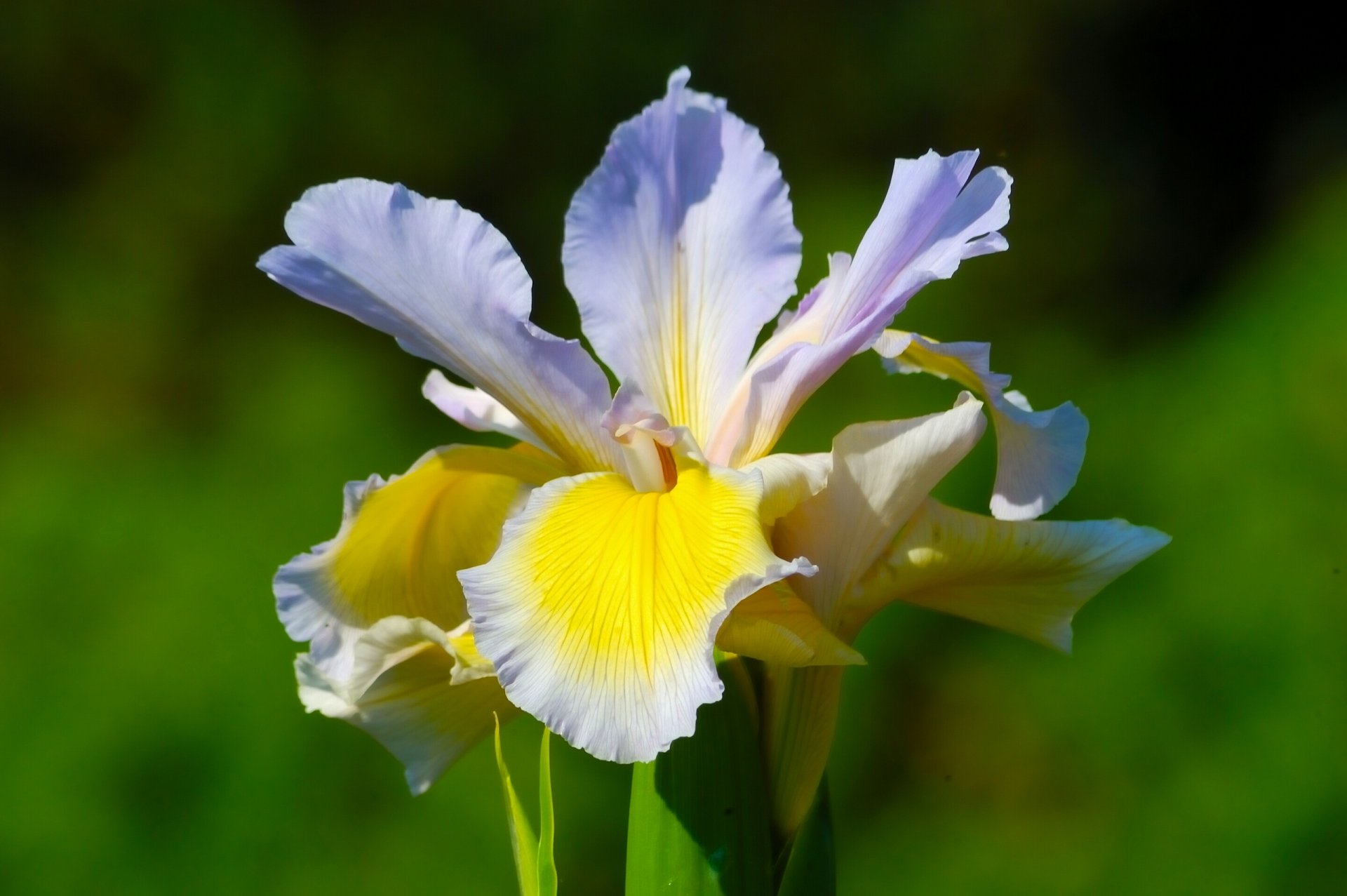 iris killer whale petals macro