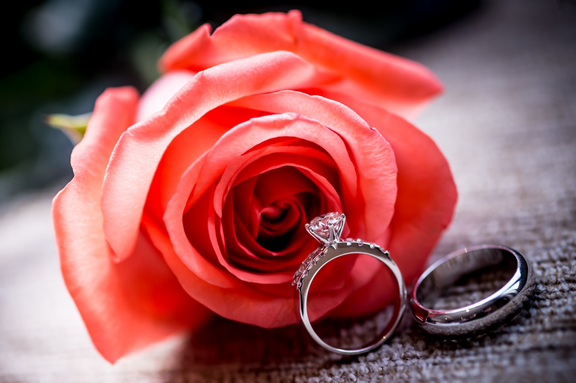 red rose ring rose flower wedding ring