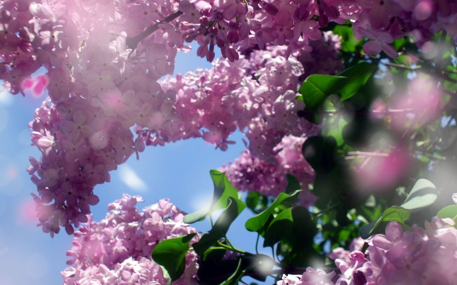 flieder frühling hintergrundbilder wallpapers desktop