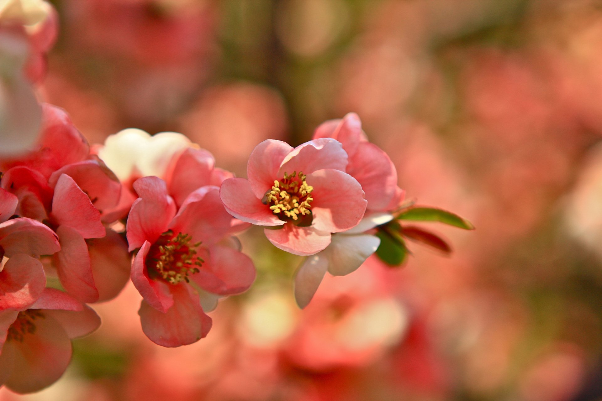 zweig blühende sakura rosa
