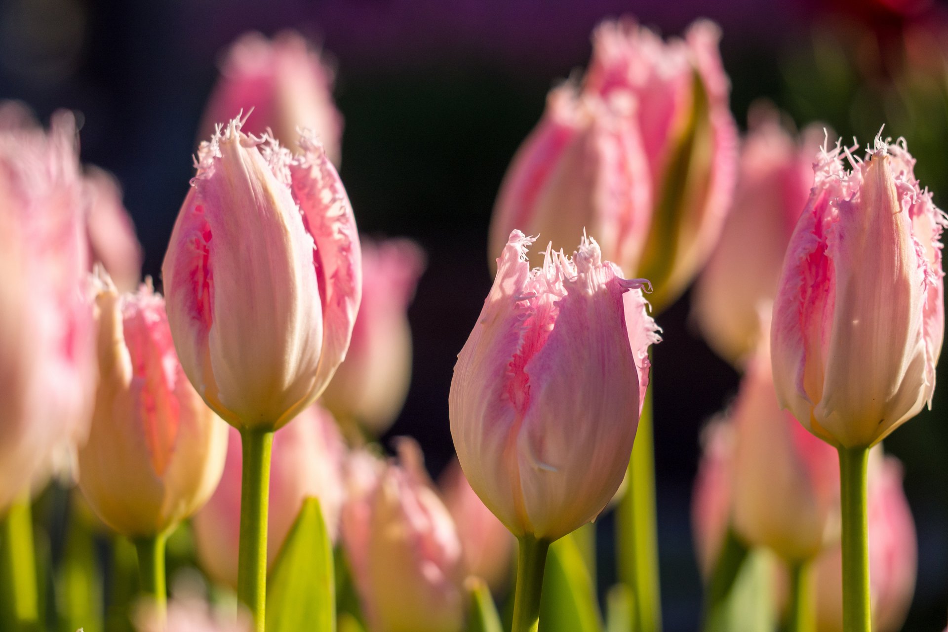 tulipani spugna rosa fiori boccioli primavera bokeh macro