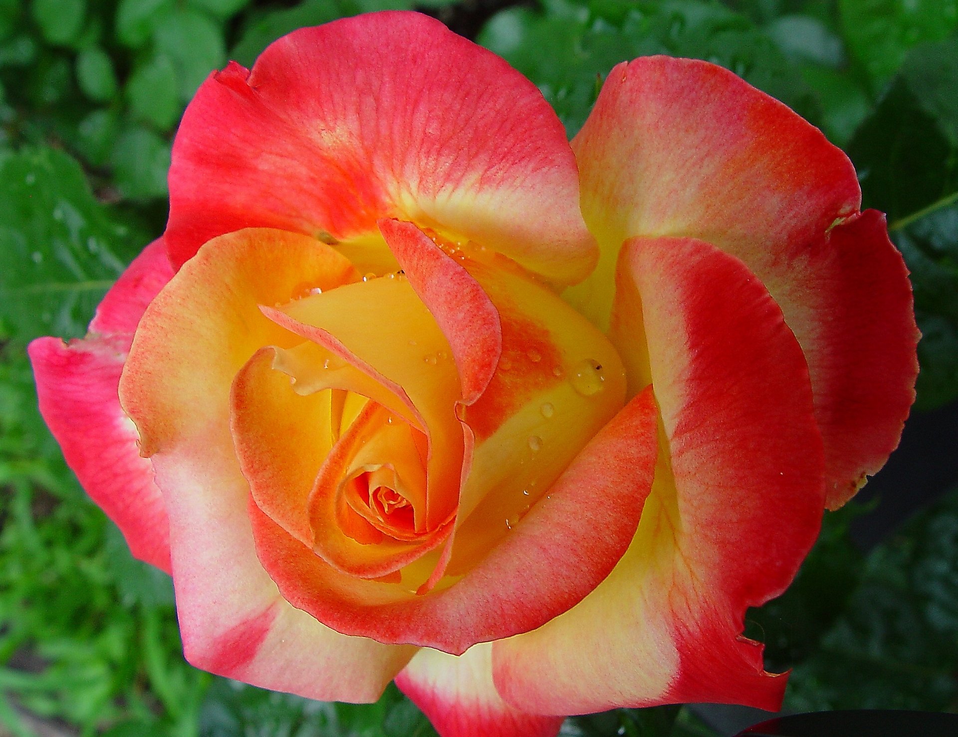 rose knospe blütenblätter makro tropfen