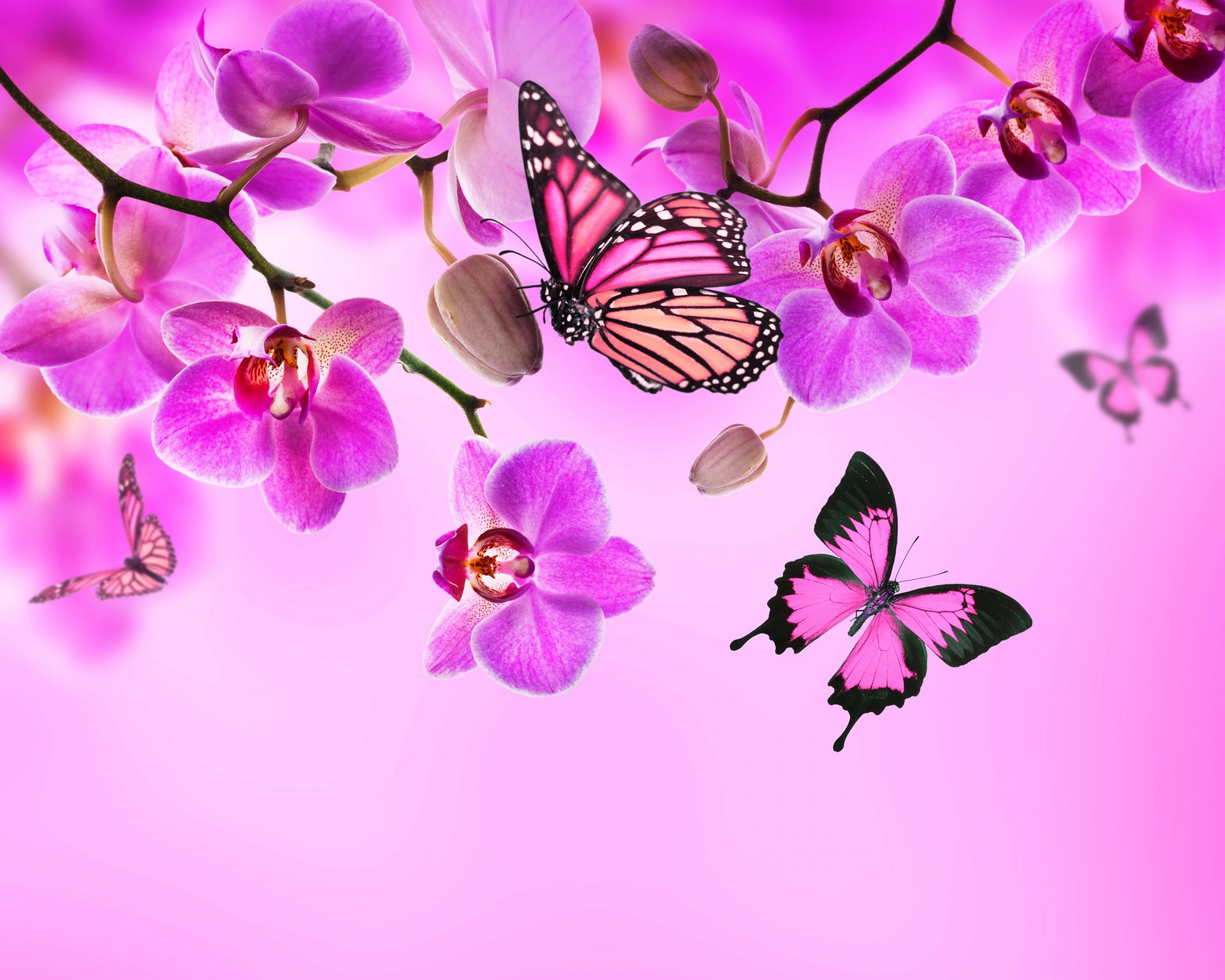 orchidee rosa blume blumen schmetterlinge schmetterlinge