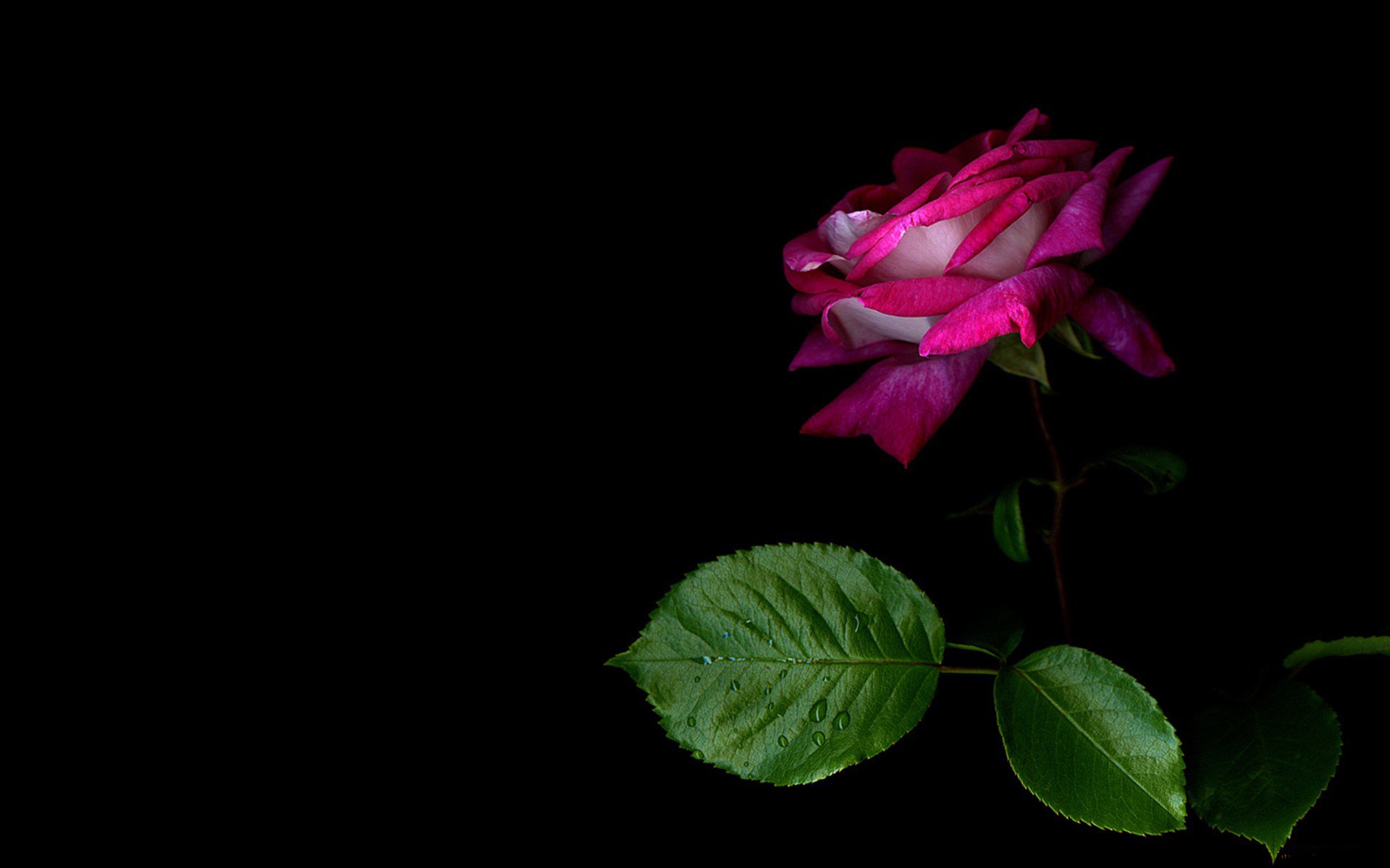 fondo rosa pétalos