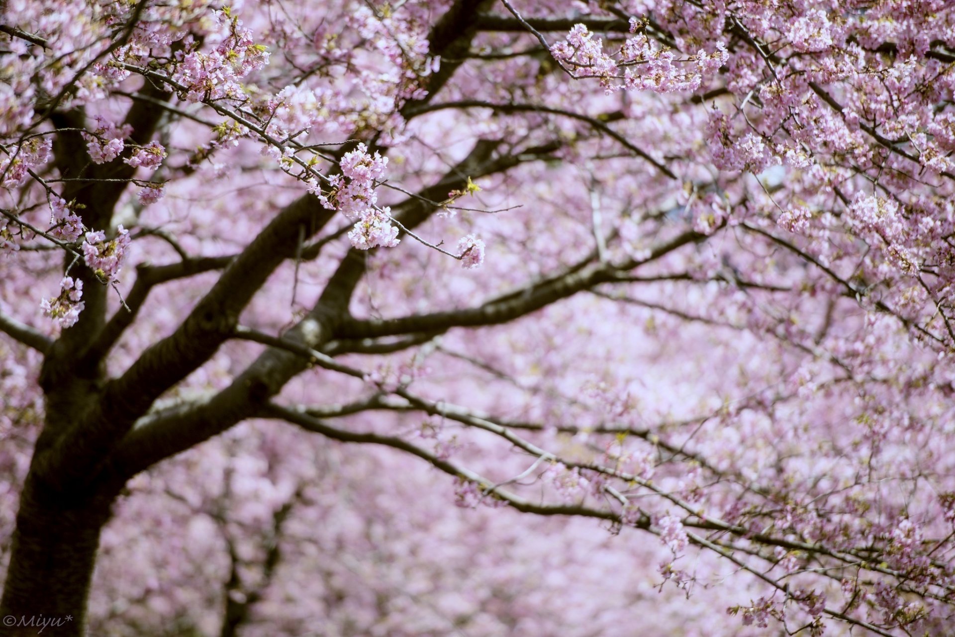 baum zweige blüte rosa frühling sakura