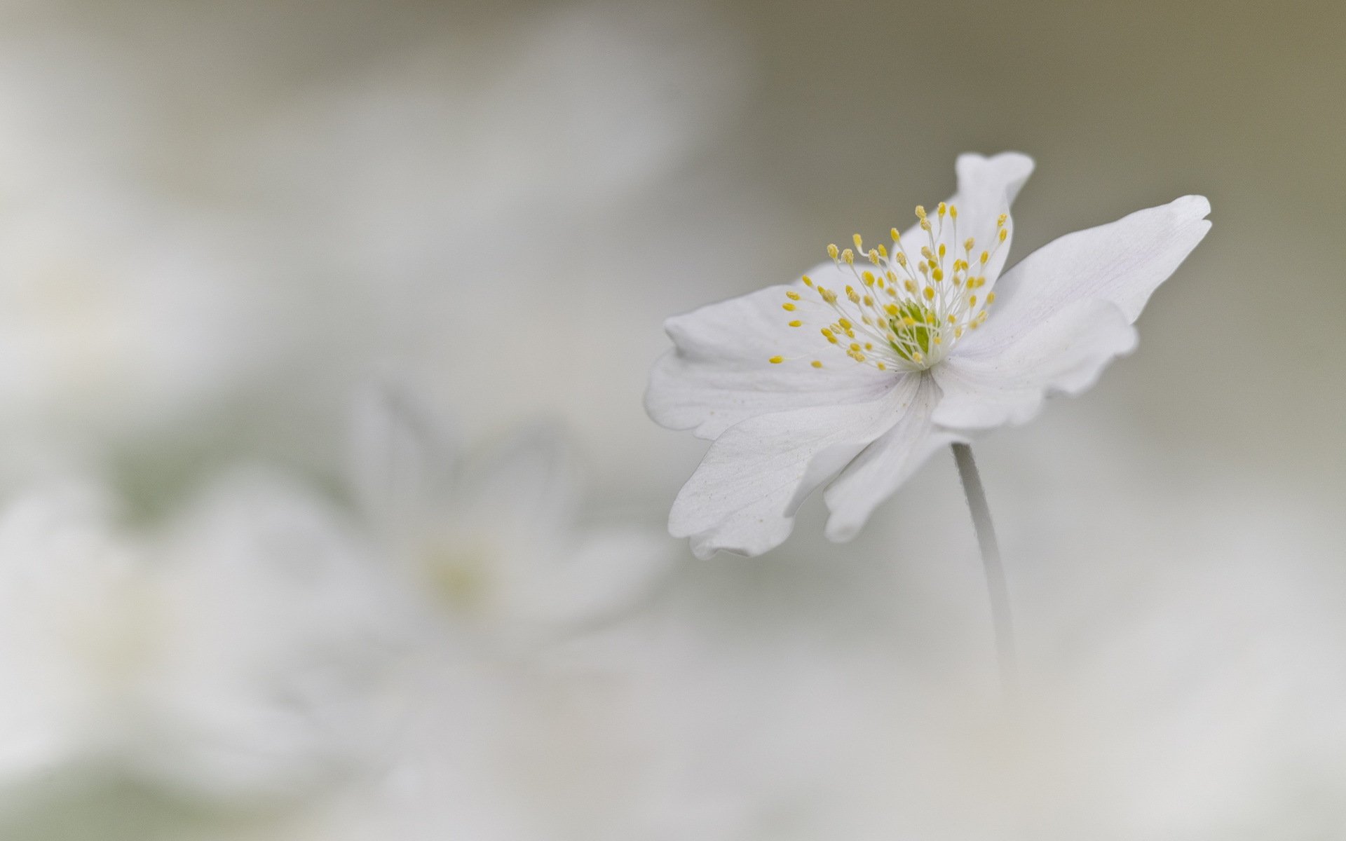 fleur blanc anémone fond