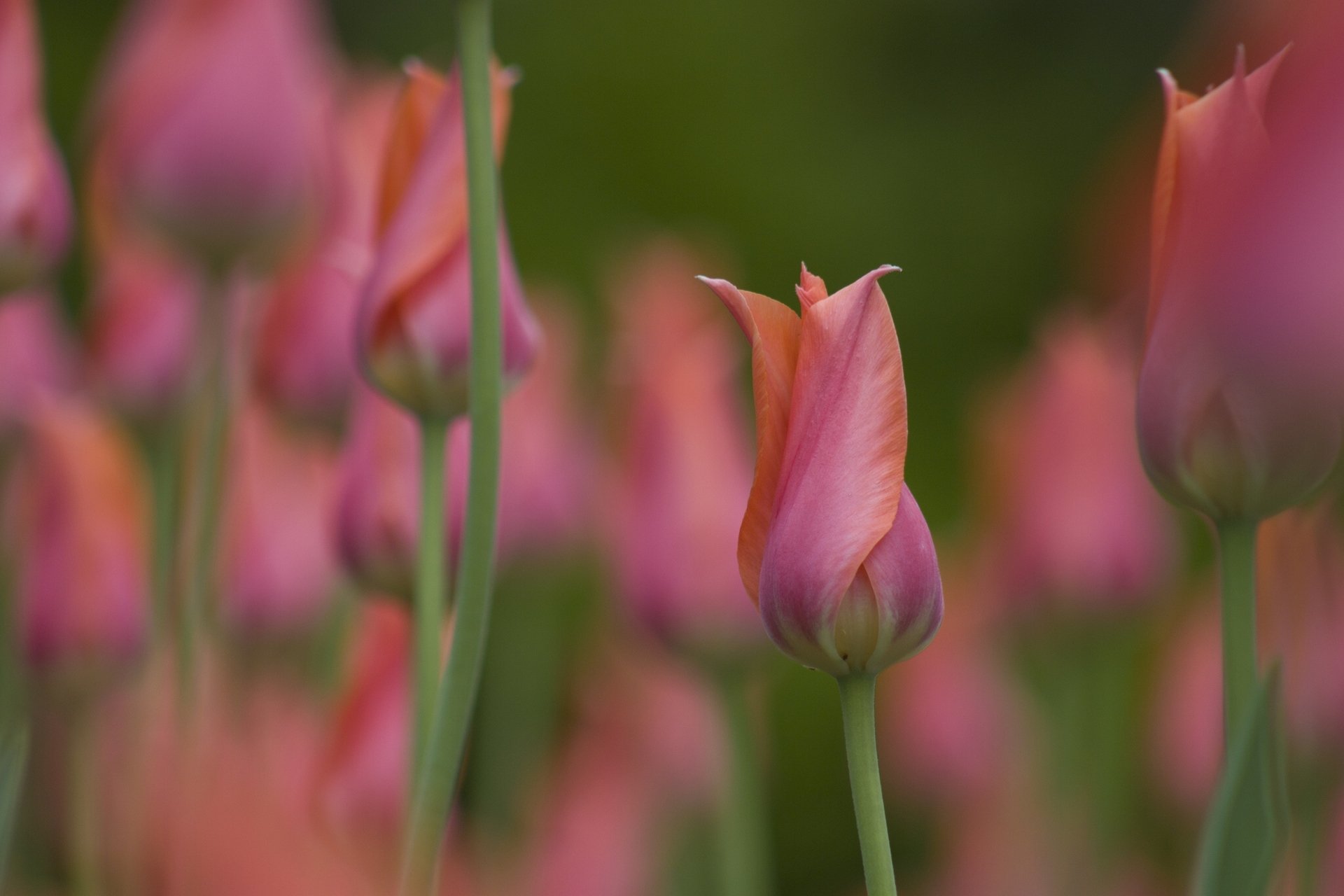 tulpen knospe makro