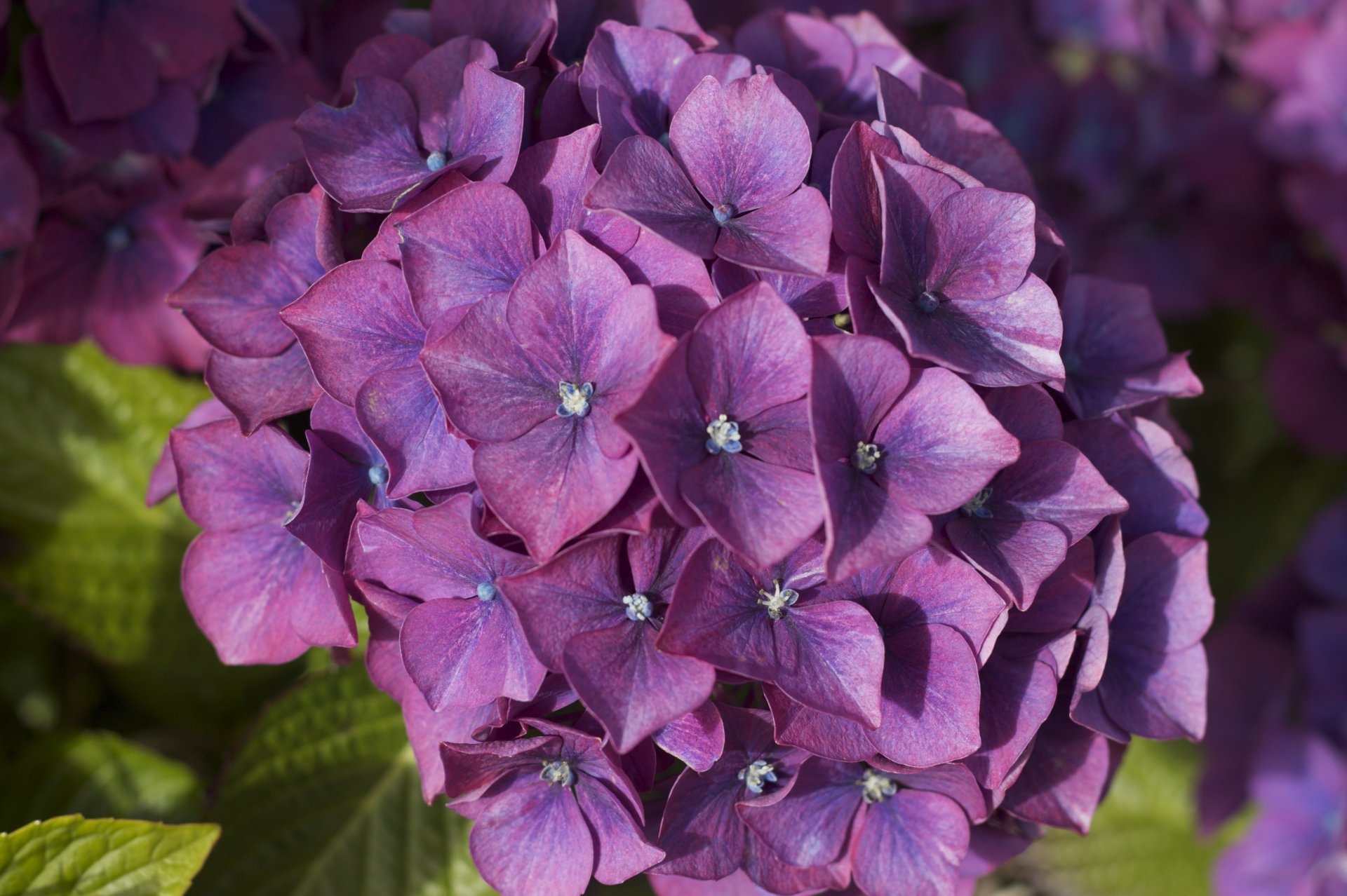 hortensie makro blütenstand busch