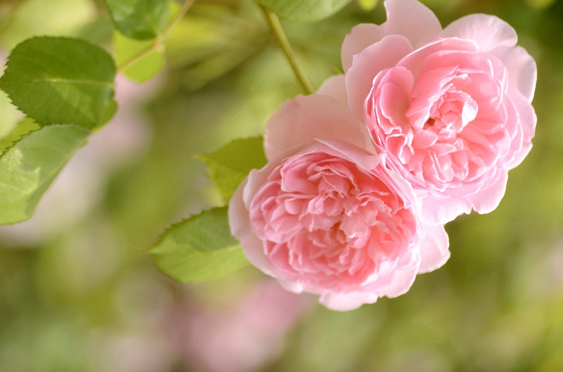 roses close up tender