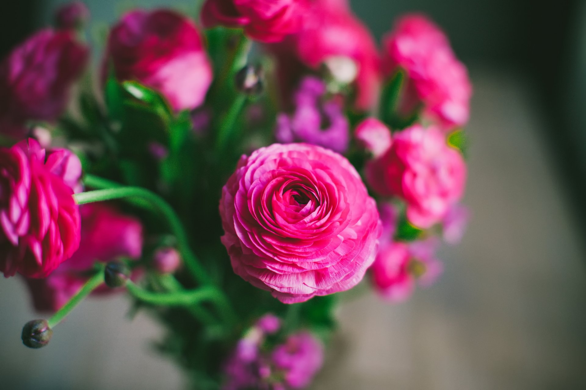 ranúnculos rosa flores pétalos ramo bokeh