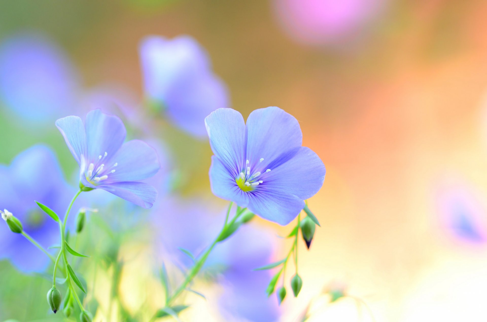 lin fleurs bleu champ pétales été