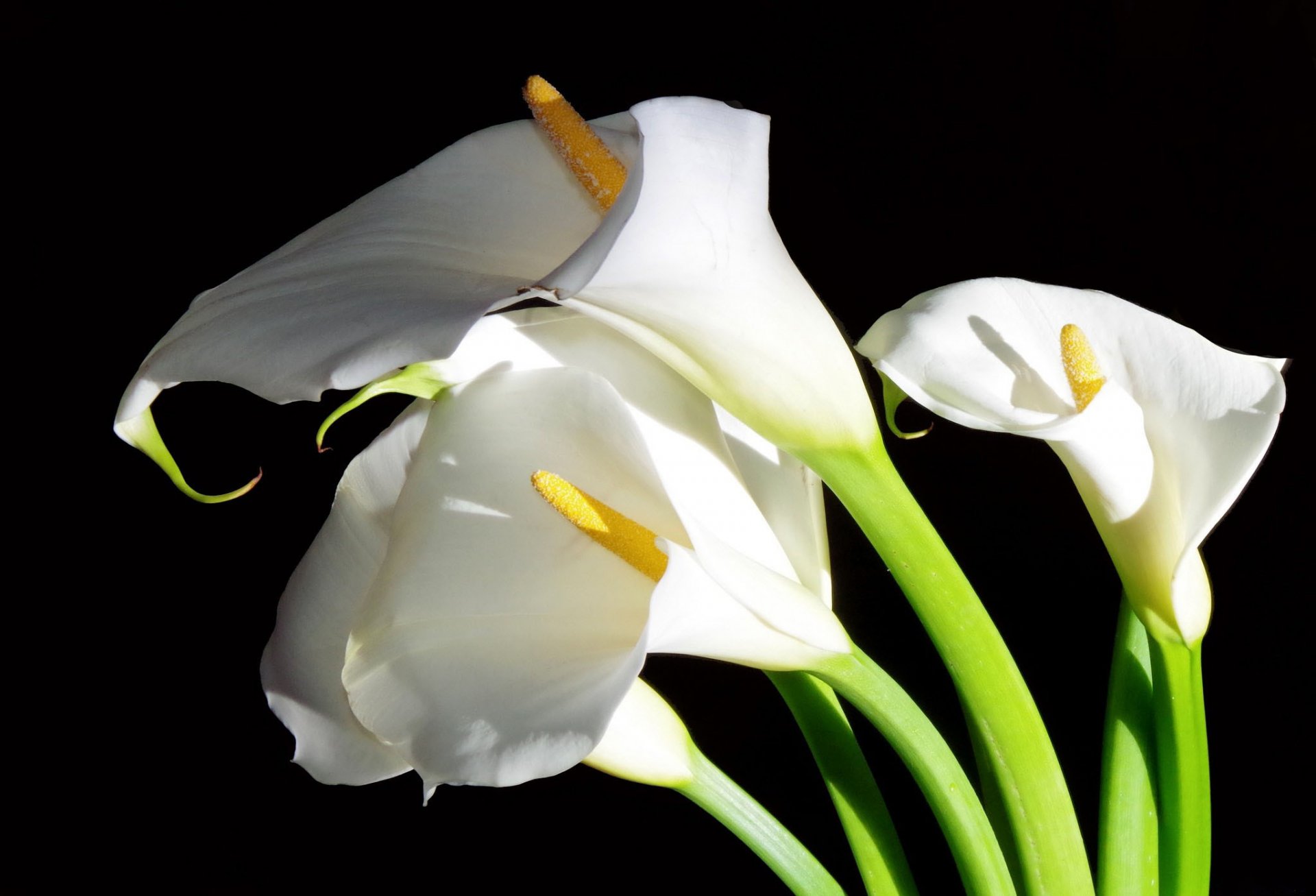 callas fleurs blanc