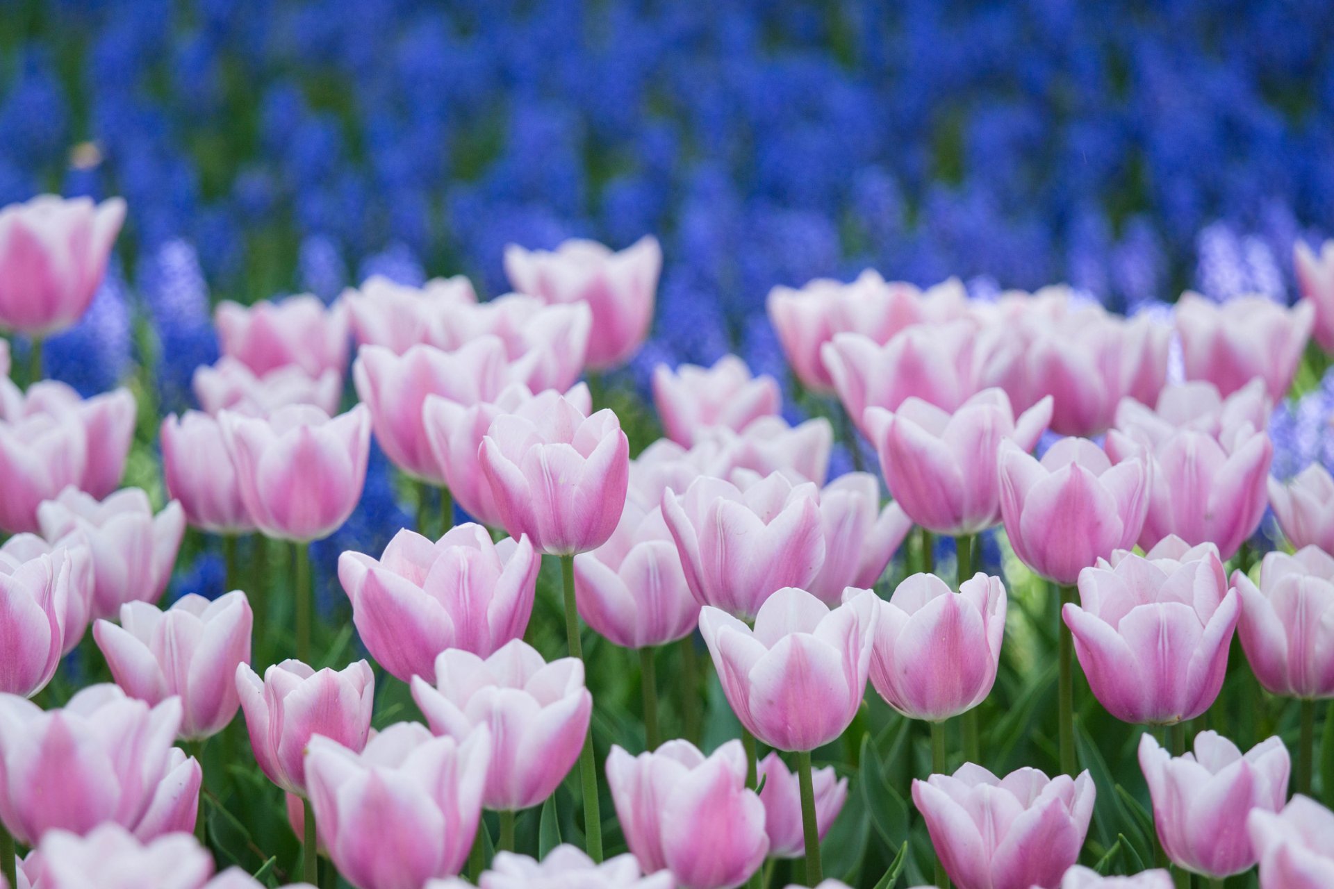 tulipes blanc-rose bleu pétales fleurs