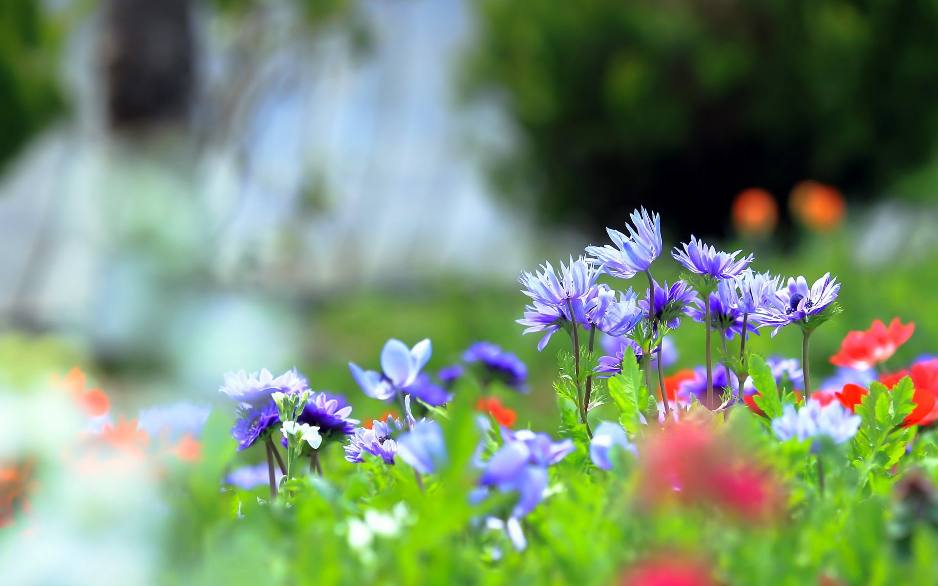 flower nature summer