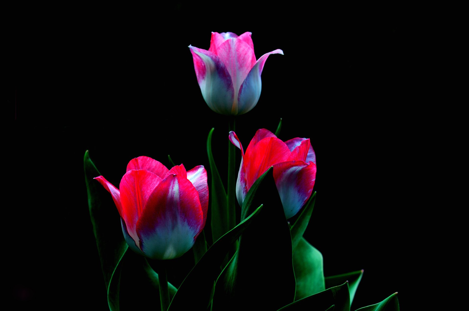 tulipany płatki łodyga liście natura makro tło