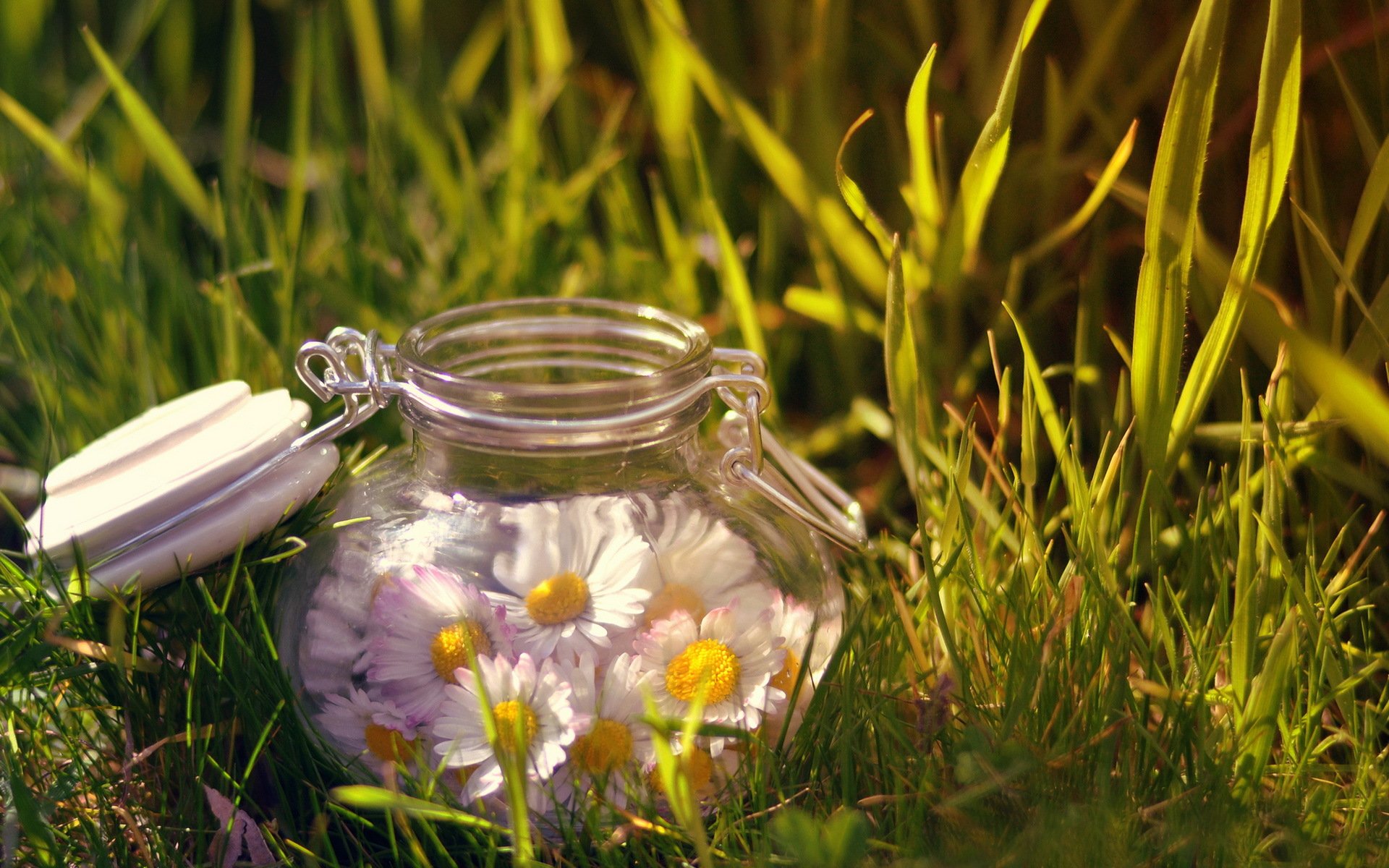 bank blumen natur
