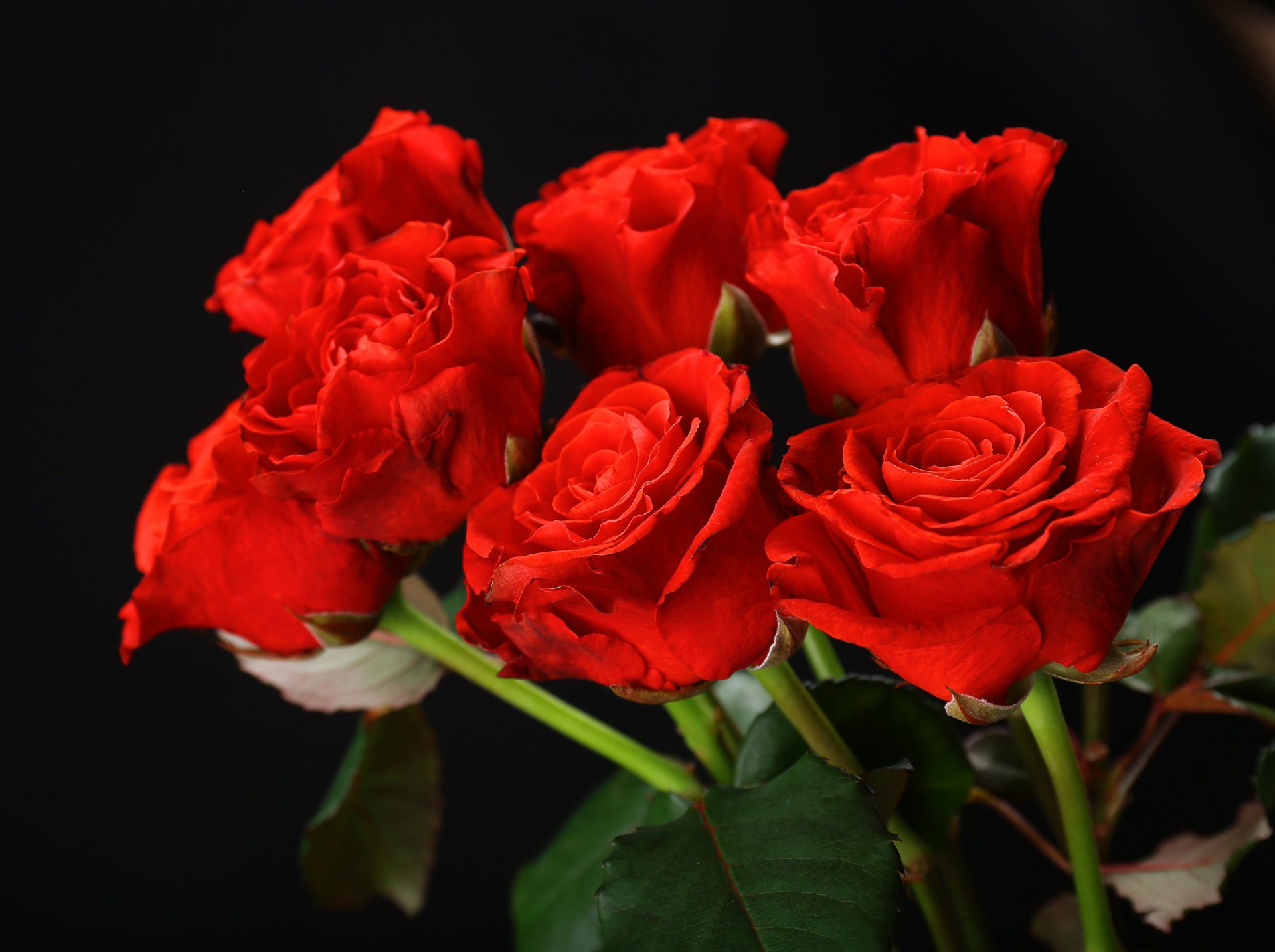 rosso rose fiori bouquet