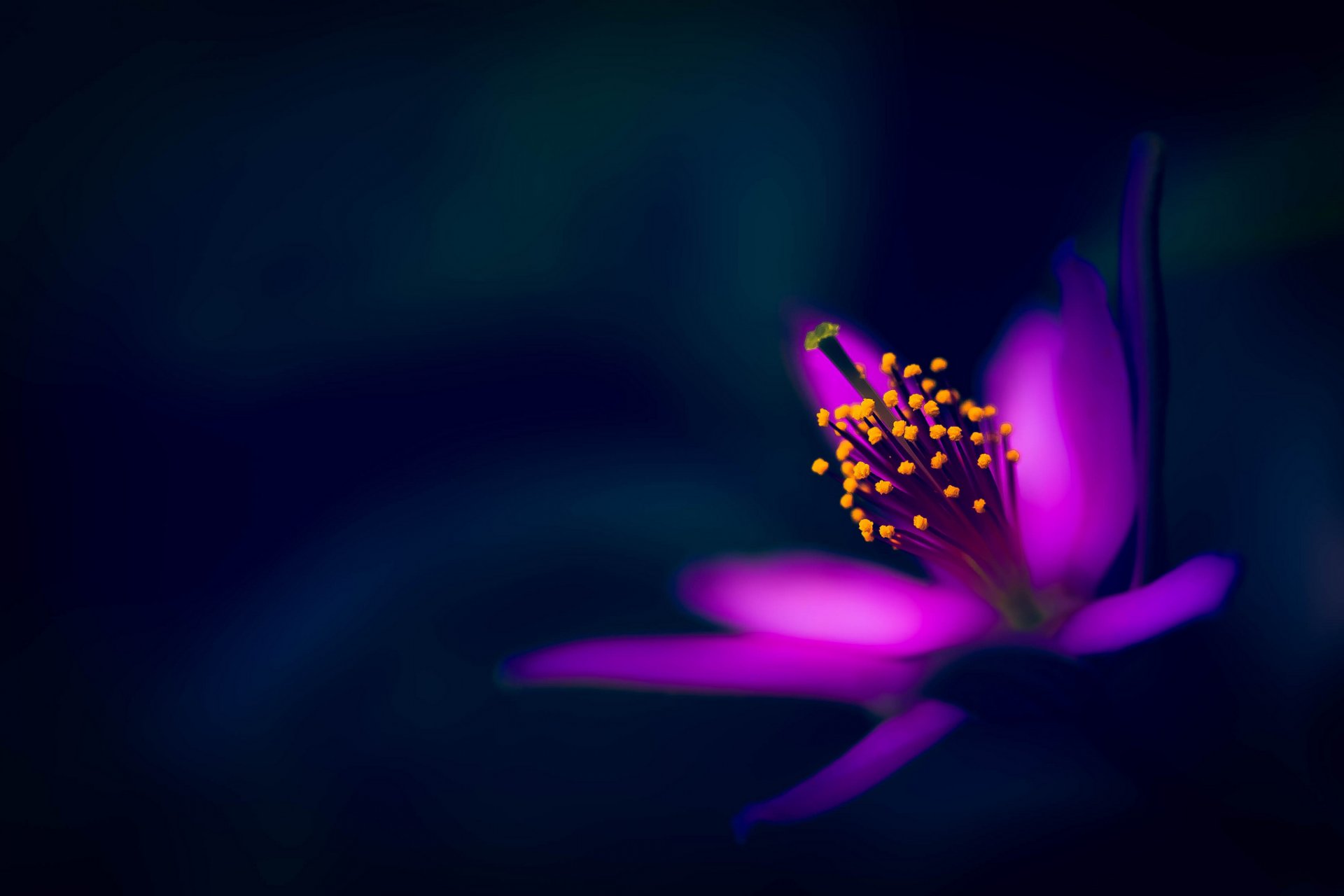 blumen natur blume natur