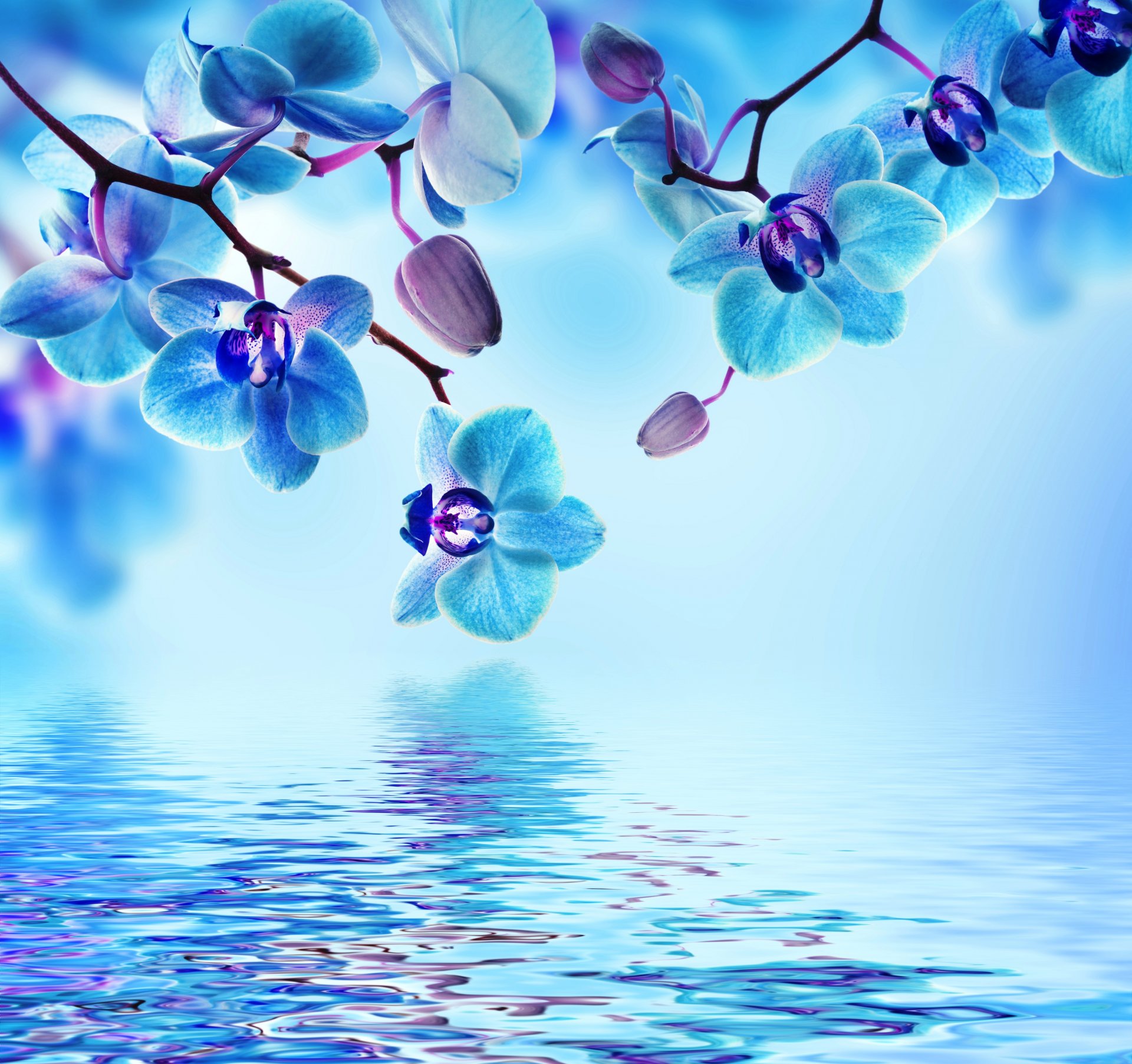 orquídea azul agua reflexión flores floración