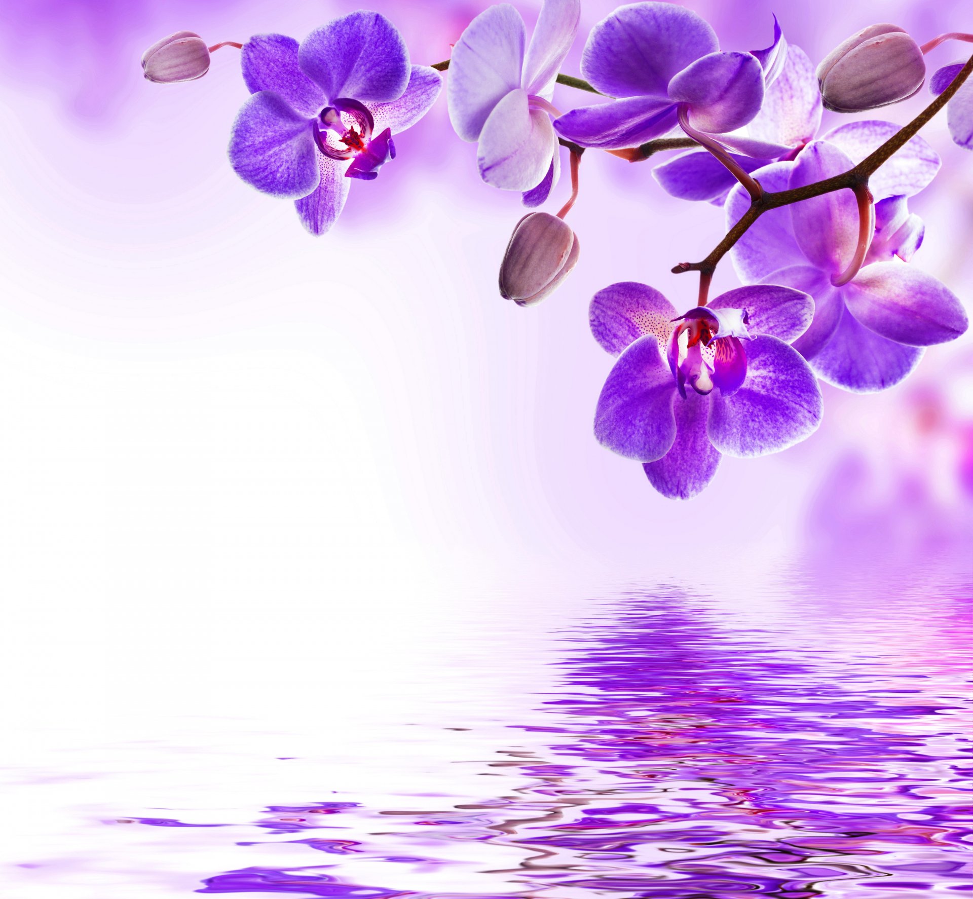 orquídea púrpura agua reflexión flores floración