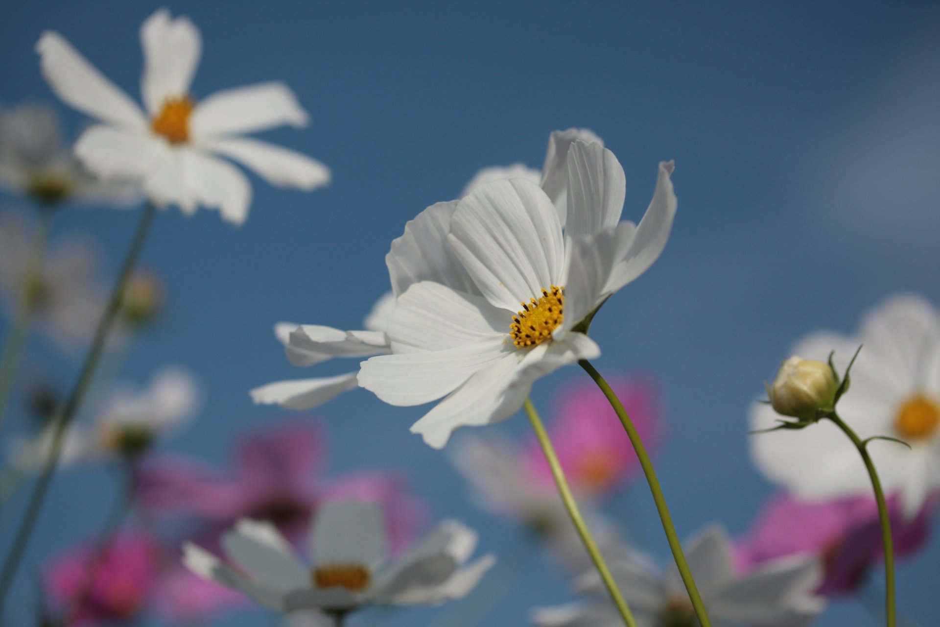 cosmea flores pétalos verano floración naturaleza cielo