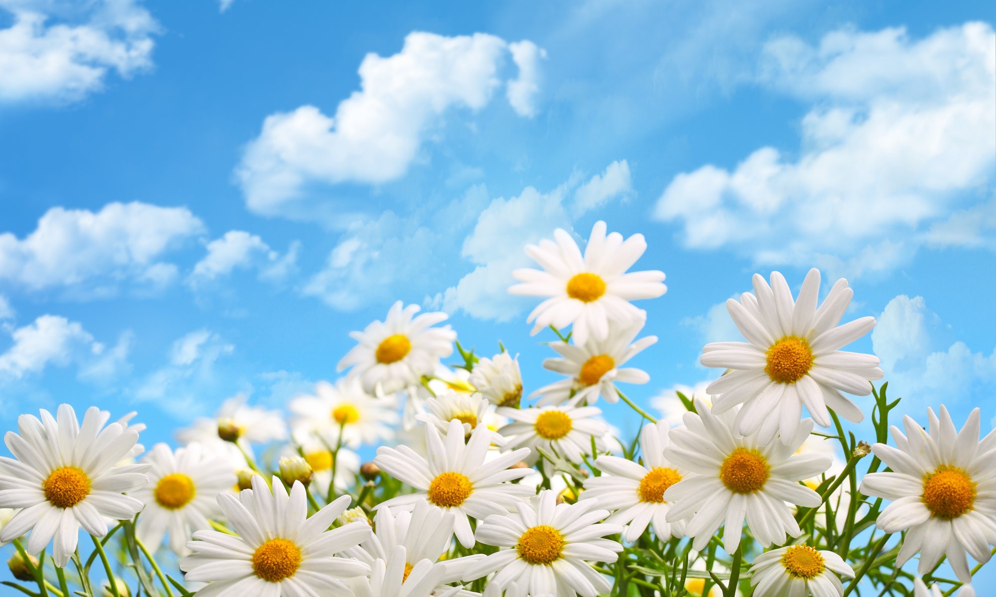 nature nuages fleurs marguerites