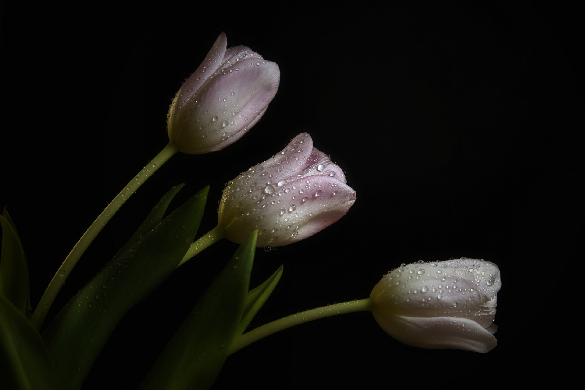 tulipani rosa pallido gocce rugiada sfondo scuro