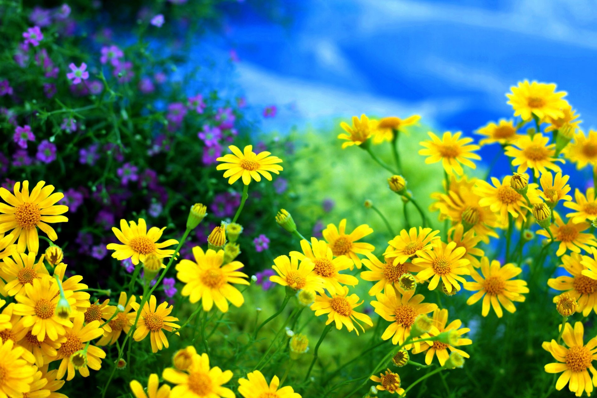 chamomile flower field