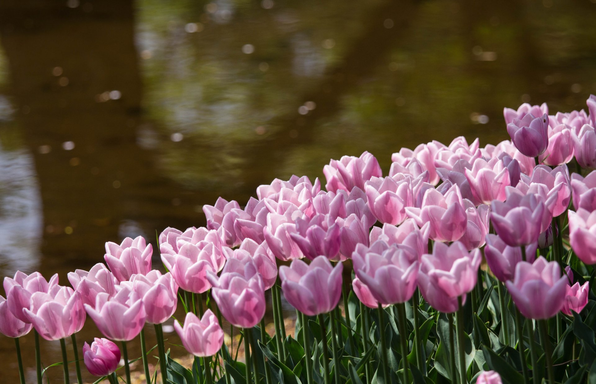 tulpen rosa blütenblätter blumen park teich ufer blendung