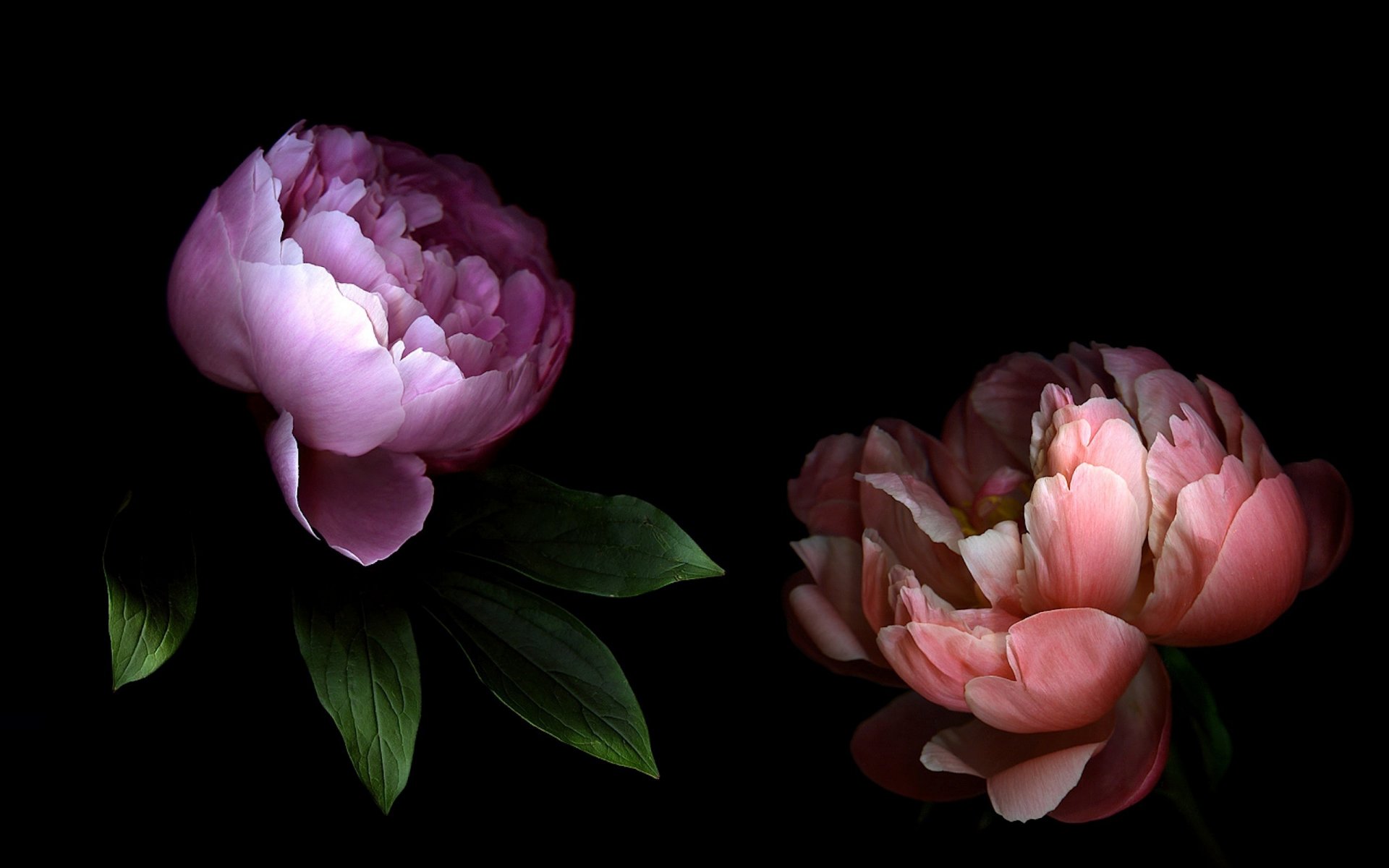 peonia petali coppia luce ombra