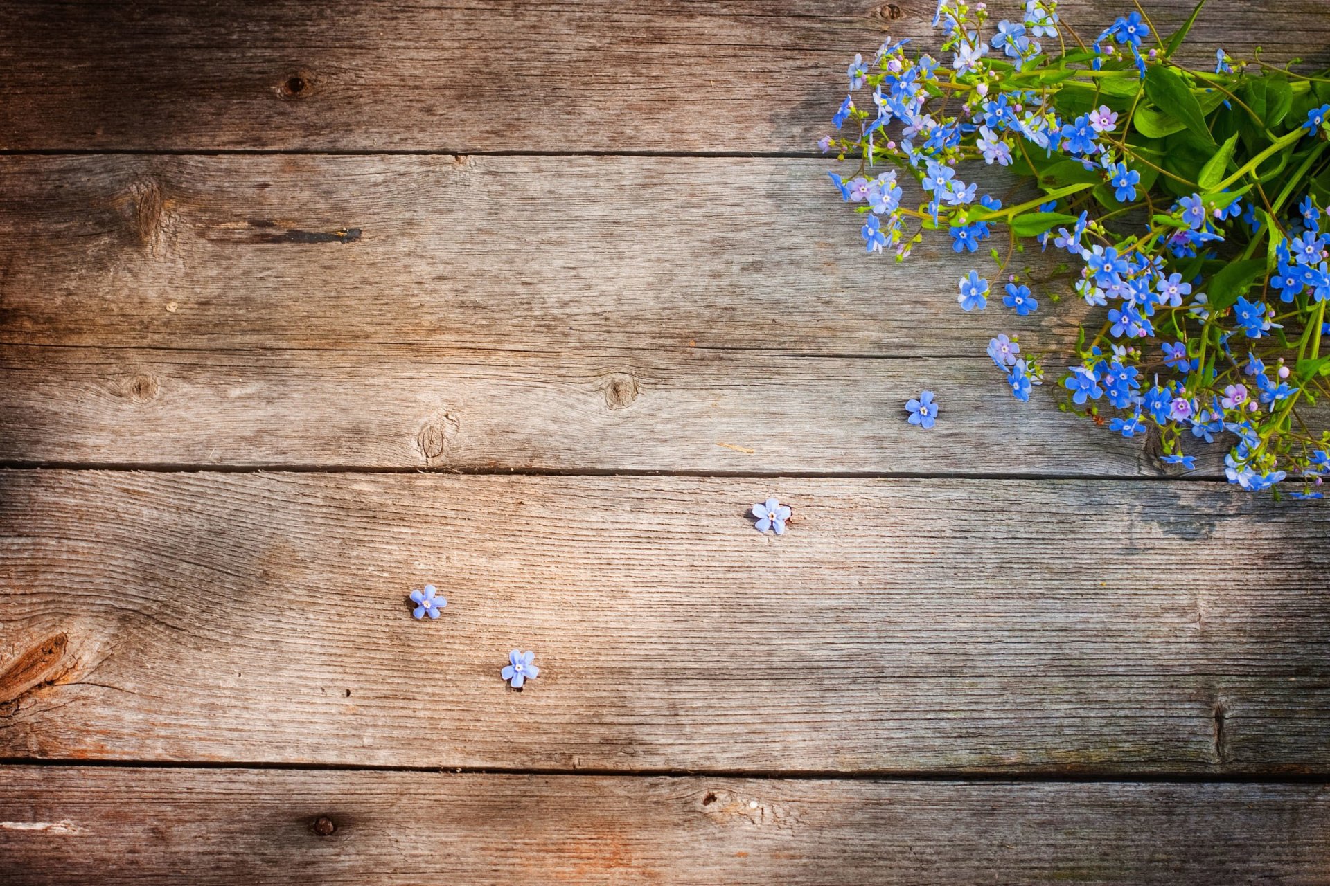 blumen vergissmeinnicht feld boden tafel holz