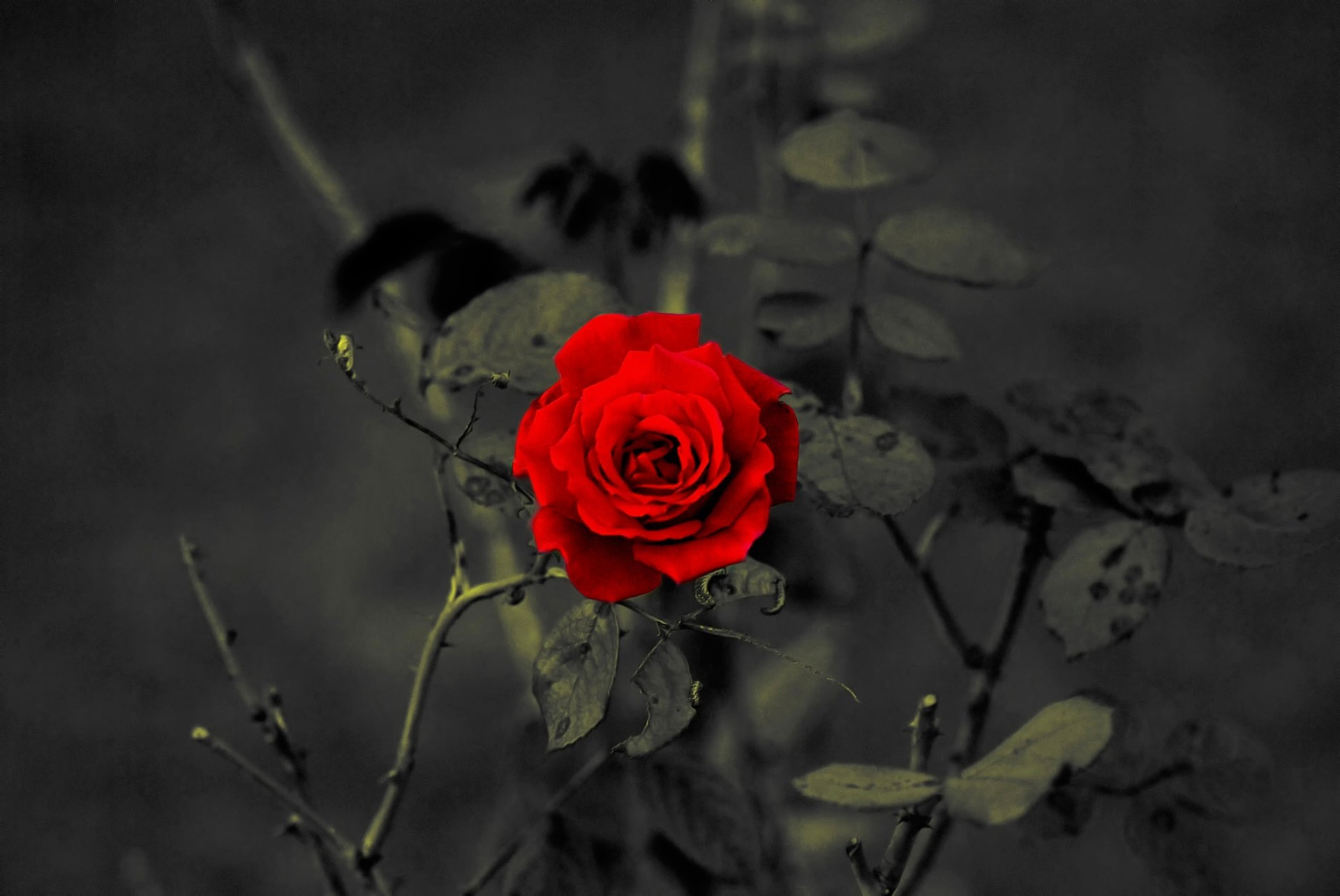 rose blütenblätter rot
