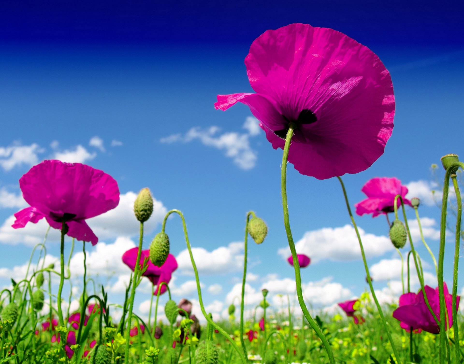 nature sky clouds the field flower poppies field flower