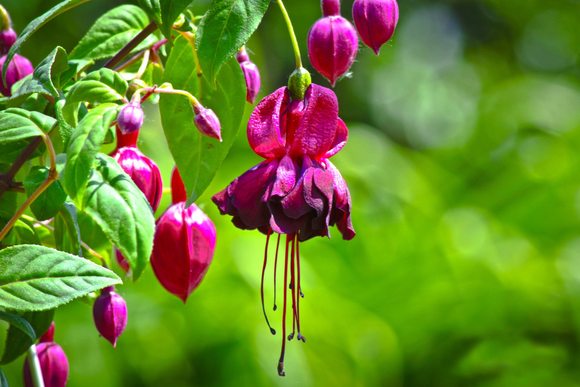 rama flores rosa fucsia