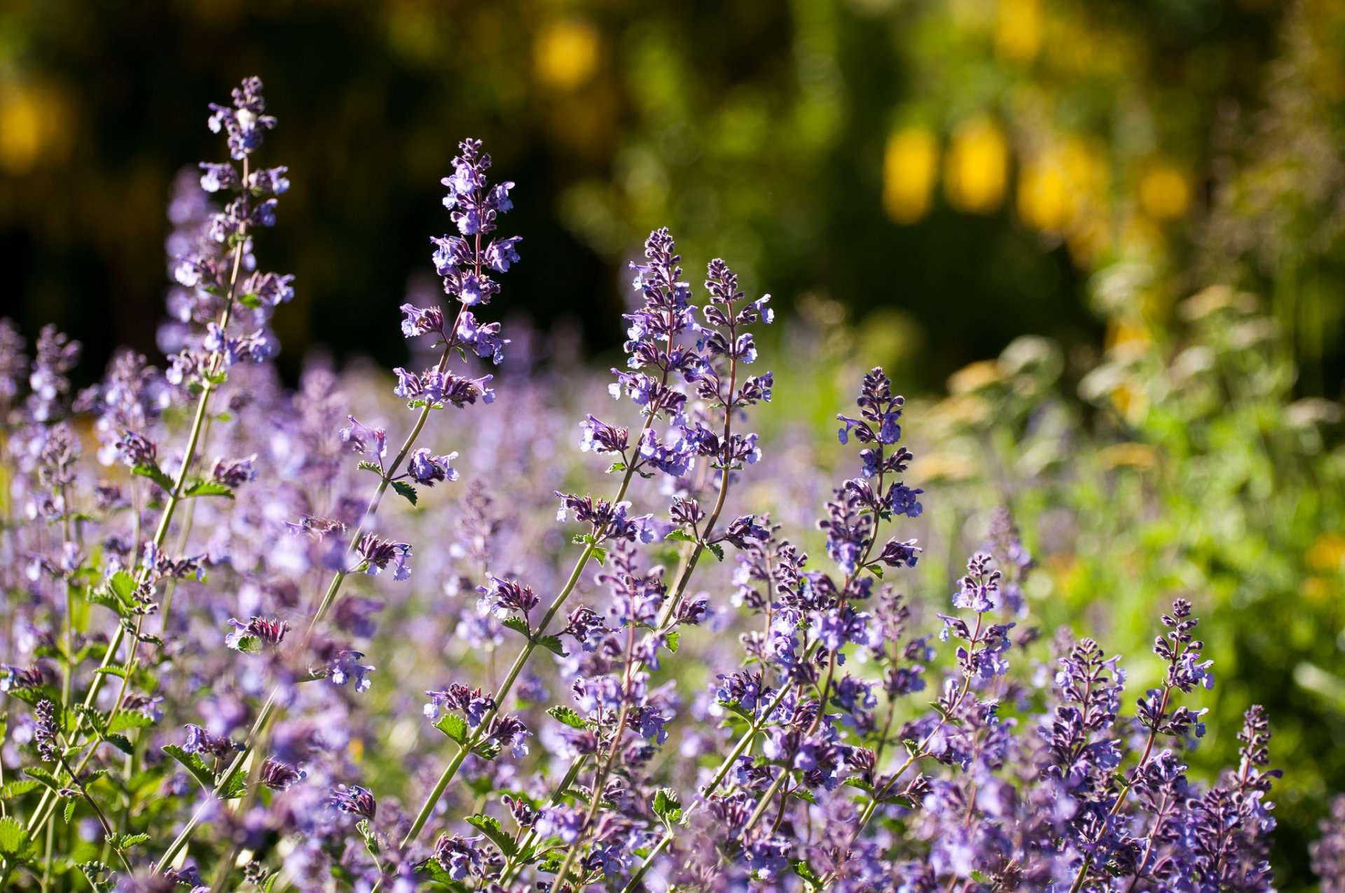 lavanda macro prado