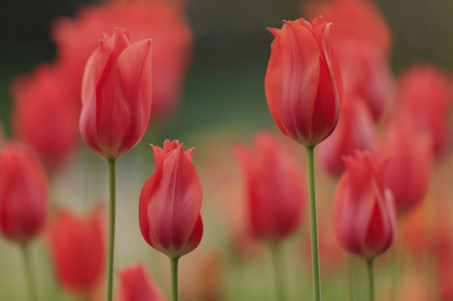 tulipani petali prato giardino primavera