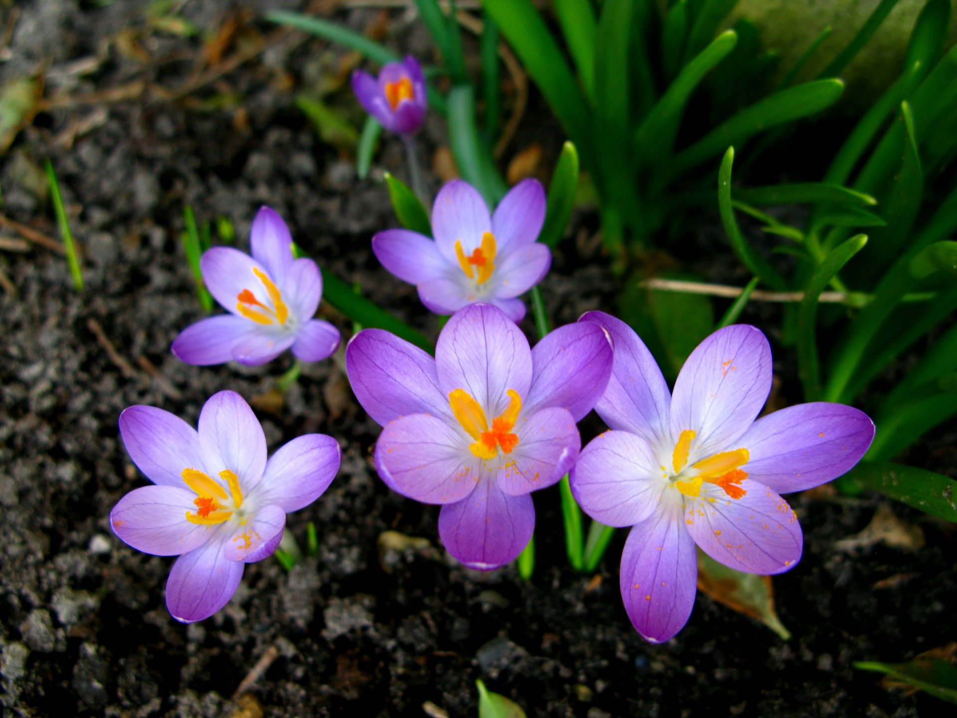 krokusse blumen frühling